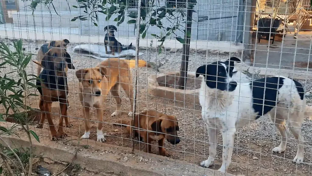 Animal Shelter Leros