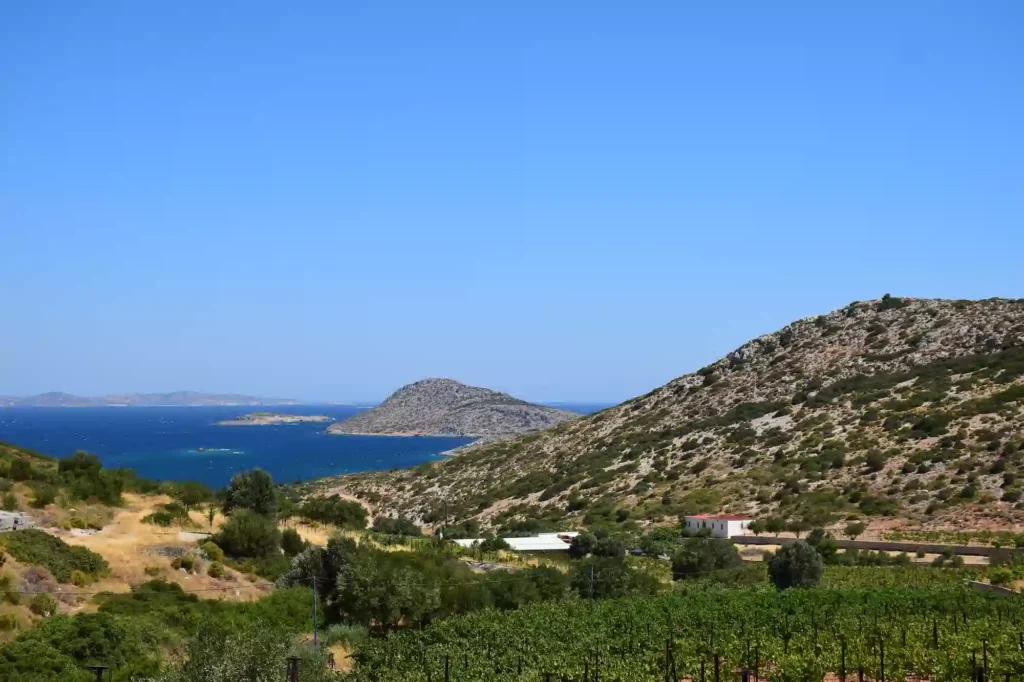 Leros, vineyards