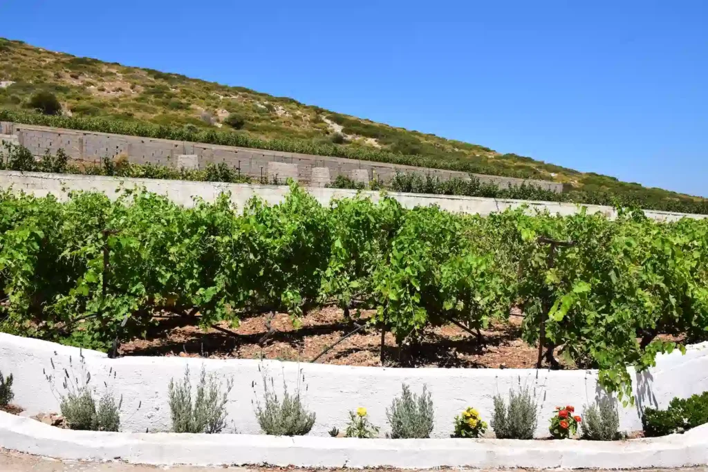 Leros, vineyard