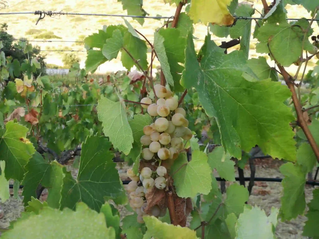 Leros, vineyard